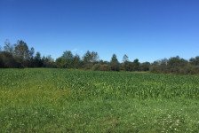 Sorghum