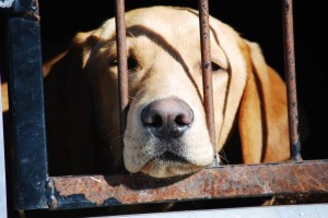 Hank In Kennel                   